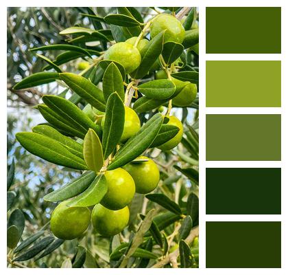 Green Olives Olives Olive Tree Image